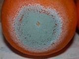 Penicillium digitatum image
