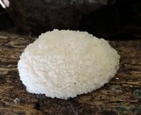 Reticularia lycoperdon image