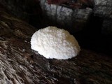 Reticularia lycoperdon image