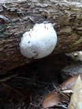 Reticularia lycoperdon image