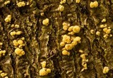 Pezicula carpinea image