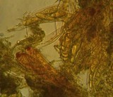 Pezicula carpinea image