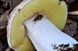 Boletus regineus image
