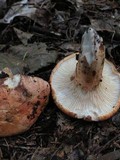 Gloeocantharellus purpurascens image