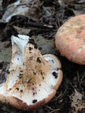 Gloeocantharellus purpurascens image