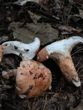 Gloeocantharellus purpurascens image