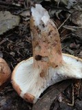 Gloeocantharellus purpurascens image