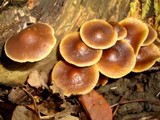 Agrocybe firma image