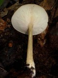 Melanoleuca alboflavida image