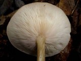 Melanoleuca alboflavida image