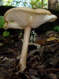 Melanoleuca alboflavida image