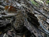 Morchella snyderi image