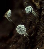 Physarum album image