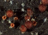 Nectria episphaeria image