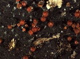Nectria episphaeria image