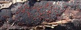 Nectria episphaeria image