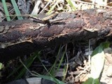 Nectria episphaeria image