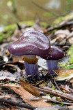 Cortinarius archeri image