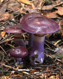 Cortinarius archeri image