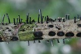 Camillea leprieurii image