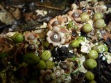 Geastrum schweinitzii image