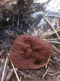 Discina ancilis image