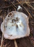 Discina ancilis image