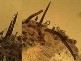 Scutellinia crinita image