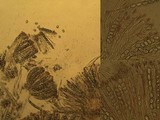 Scutellinia crinita image
