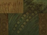 Scutellinia barlae image