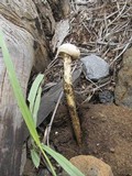 Battarreoides diguetii image
