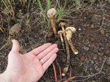 Battarreoides diguetii image