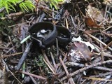 Pseudoplectania melaena image