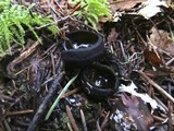 Pseudoplectania melaena image