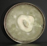 Penicillium melinii image