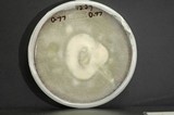 Penicillium melinii image