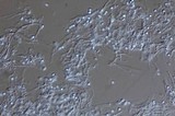 Penicillium melinii image