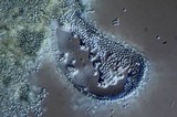 Penicillium melinii image