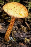 Austroboletus rarus image
