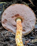 Austroboletus rarus image