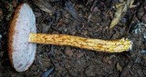 Austroboletus rarus image