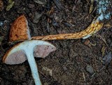 Austroboletus rarus image