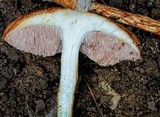 Austroboletus rarus image
