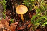 Cortinarius olivaceopictus image