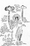 Cortinarius olivaceopictus image