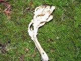 Clavulina coralloides image