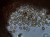 Gymnopilus pulchrifolius image