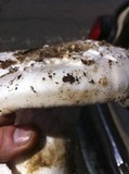 Amanita vernicoccora image