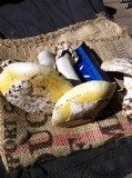 Amanita vernicoccora image