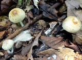 Ripartitella alba image